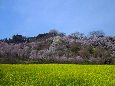 花見山